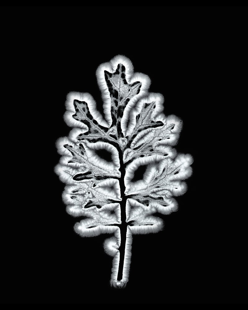 Illustration for article titled Fotografía del aura: cómo funcionan las cámaras Kirlian y el bulo pseudocientífico que arrasa en Instagram